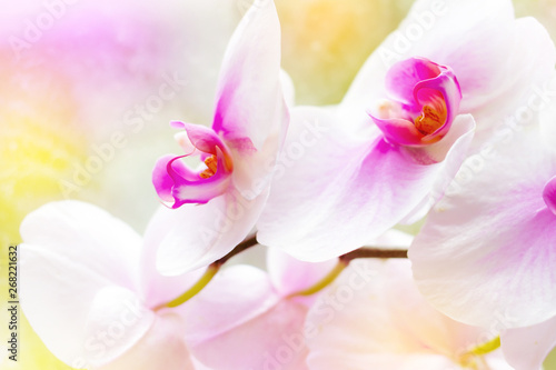 Beautiful tropical exotic branch with white, pink and magenta Moth Phalaenopsis Orchid flowers in spring in the forest on bright colorful background