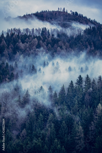 View of fog covered trees in forest photo