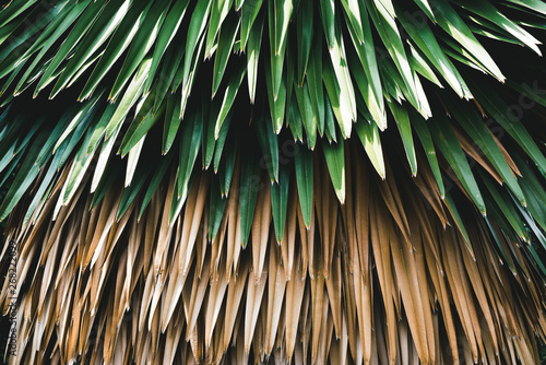 Sugar palm leaf photo