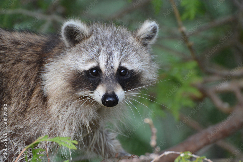Raccoon Raccoon