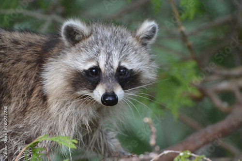 Raccoon