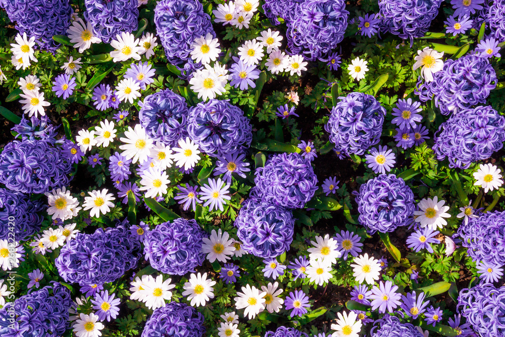 Obraz premium Beautiful spring blue flowers
