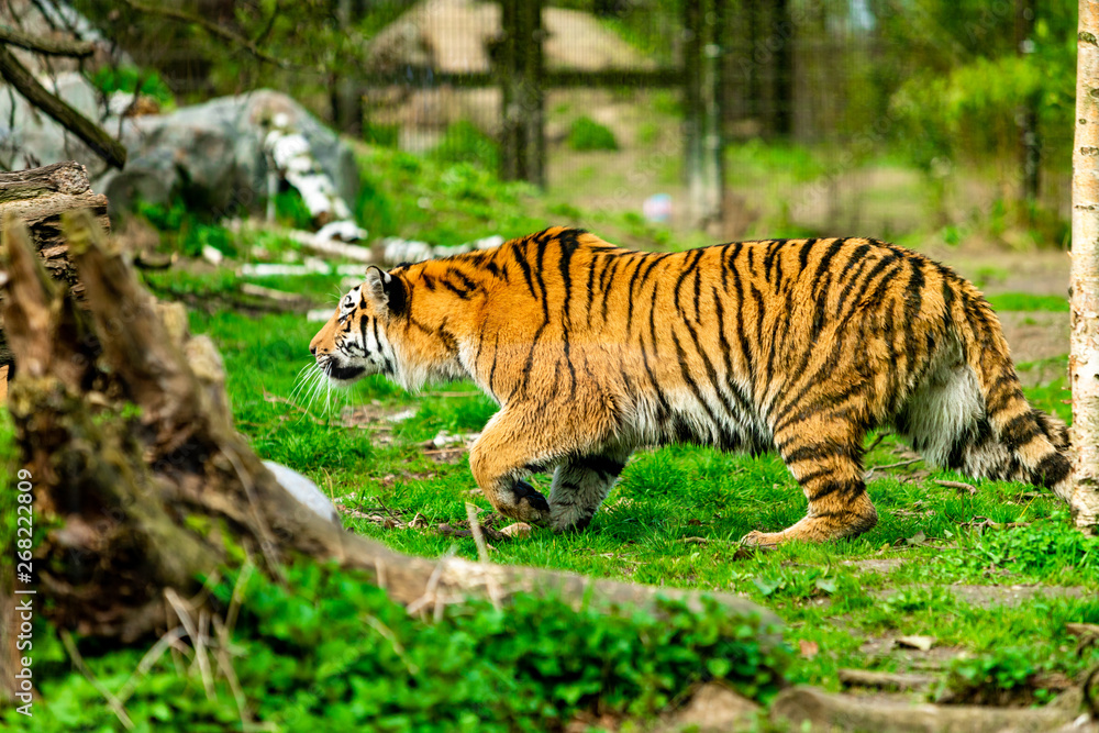 Obraz premium Tiger in the nature