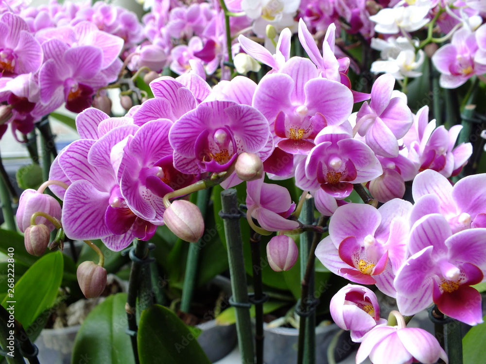 Fototapeta premium Orquidea