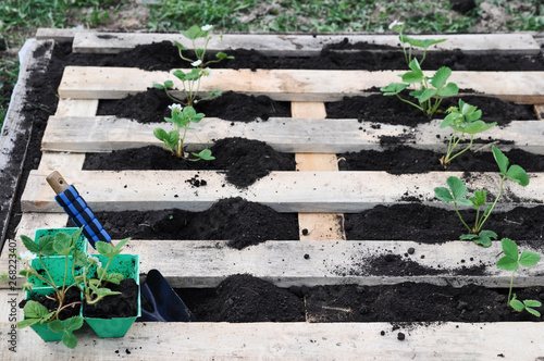 An unusual way of planting strawberry seedlings in the beds of old pallets.
