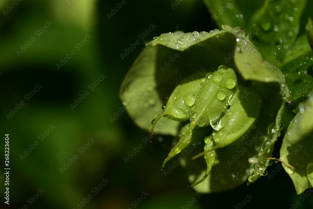 nahaufnahme einer grünen blüte im frühling mit regentropfen nahaufnahme einer grünen blüte im frühling mit regentropfen