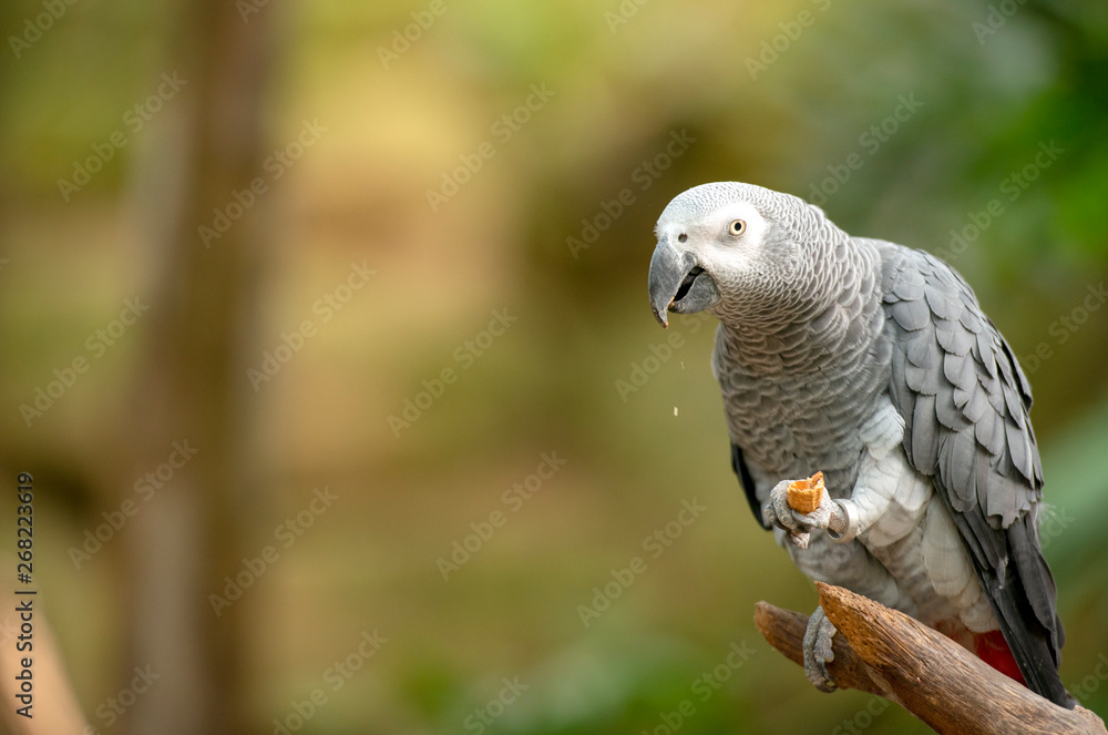 Naklejka premium African Grey Parrot in green park
