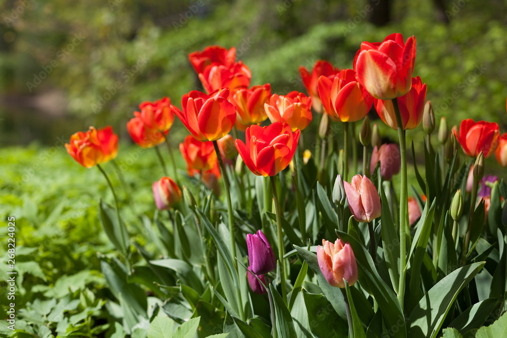 Spring tulips in the park Spring tulips in the park