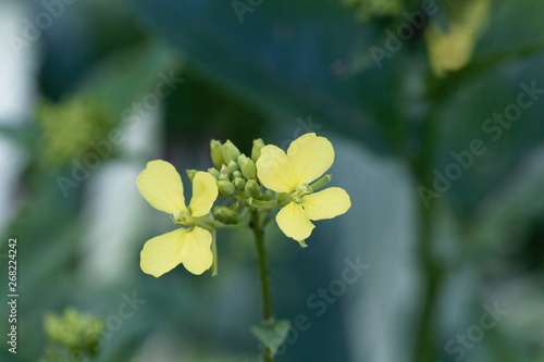 Flowers of a napa cabbage, Brassica rapa.
