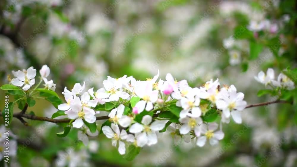 blooming Apple orchard in spring blooming Apple orchard in spring