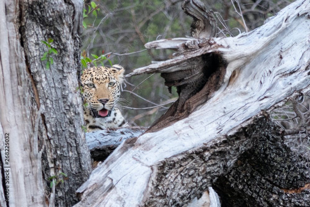 young leopard looking through the trees at etosha national park