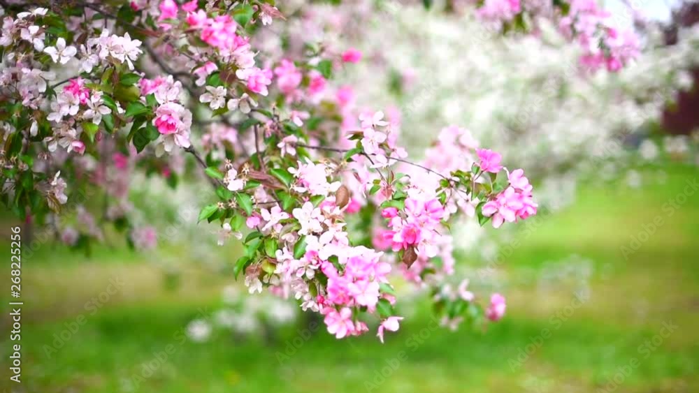 blooming Apple orchard in spring blooming Apple orchard in spring