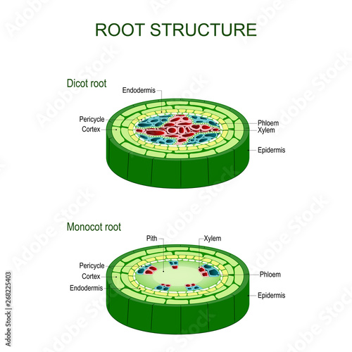 Root structure. monocot and dicot stems. photo