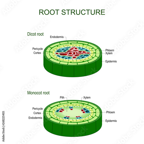 Root structure. monocot and dicot stems.