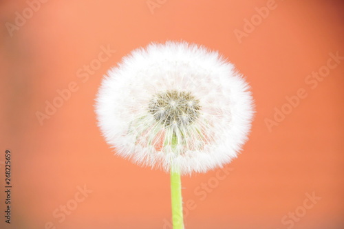 Pusteblume Hintergrund Orange