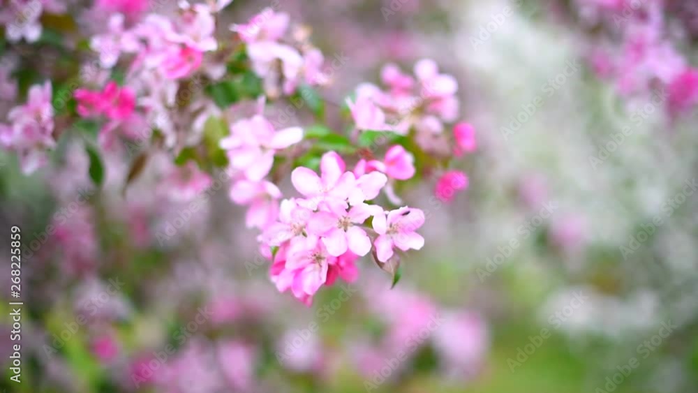 blooming Apple orchard in spring blooming Apple orchard in spring