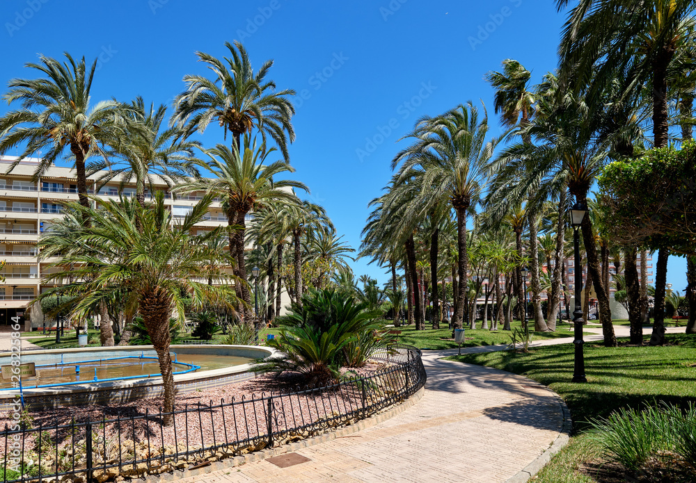 Closed urbanization garden, lush tropical plants palm tree park, empty alley pedestrian walkway, sunny day. Torrevieja city, Province of Alicante, Costa Blanca, Spain