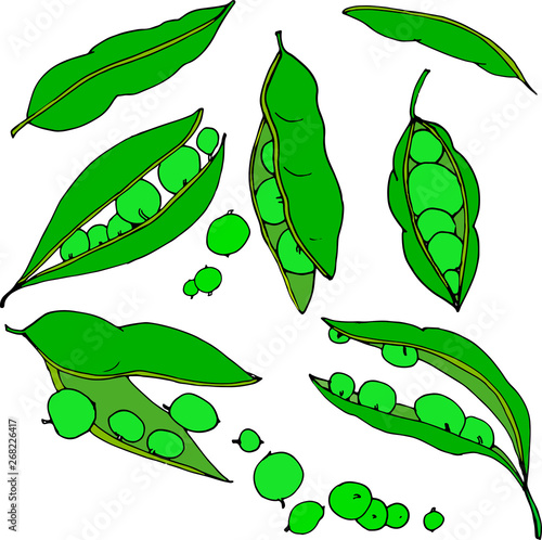 green peas hand drawn outline color