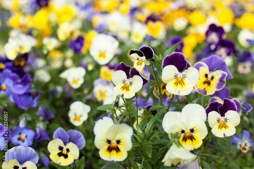 Three-tone violet  pansies bloom in the garden in spring. Bright and colorful flowers yellow-lilac fill the frame  floral background