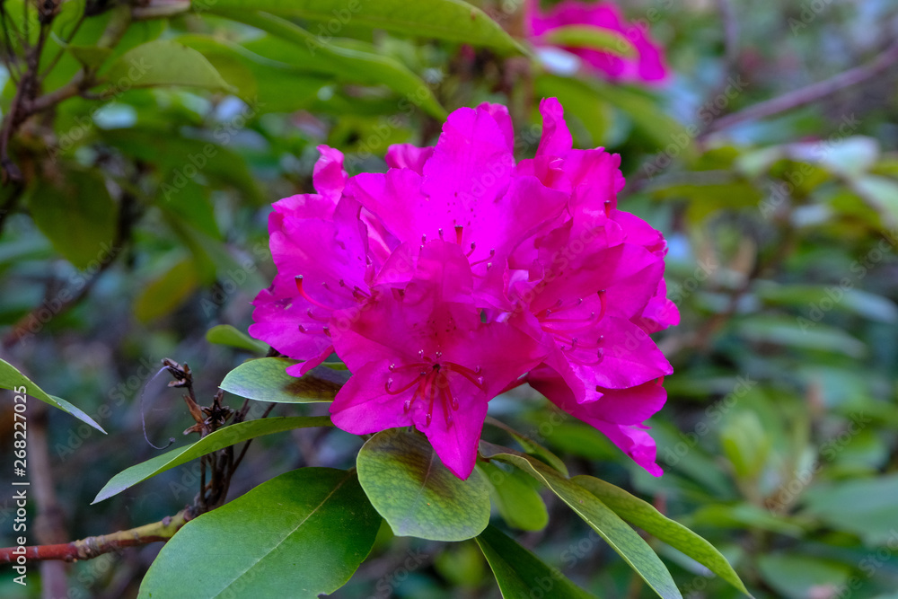 Closeup of a blooming pink rhododendron blossom