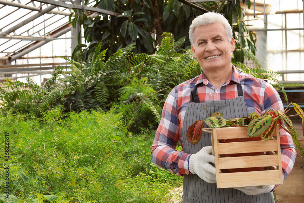 Mature man holding wooden crate with tropical plant in greenhouse. Home gardening Mature man holding wooden crate with tropical plant in greenhouse. Home gardening