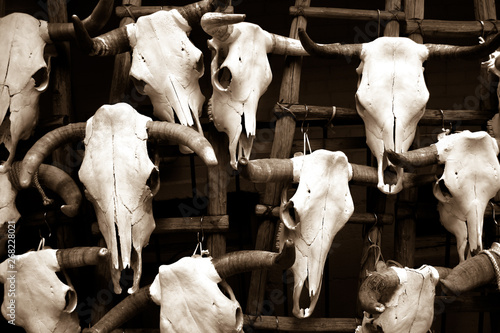 Cowskulls on ladders photo