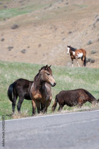 Wild Horses walking in a grassy field in Montana