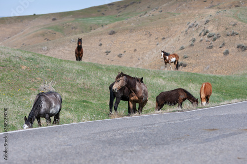 Wild Horses walking in a grassy field in Montana photo