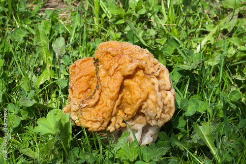 Edible mushroom Morel grows in the grass in the forest. For a directory of mushroom picker.