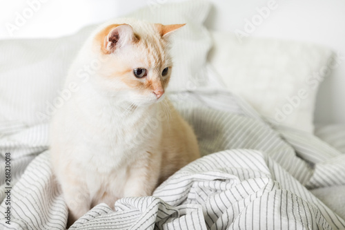 Bored young light ginger mixed breed cat under light gray plaid in contemporary bedroom. Pet warms on blanket in cold winter weather. Pets friendly and care concept.