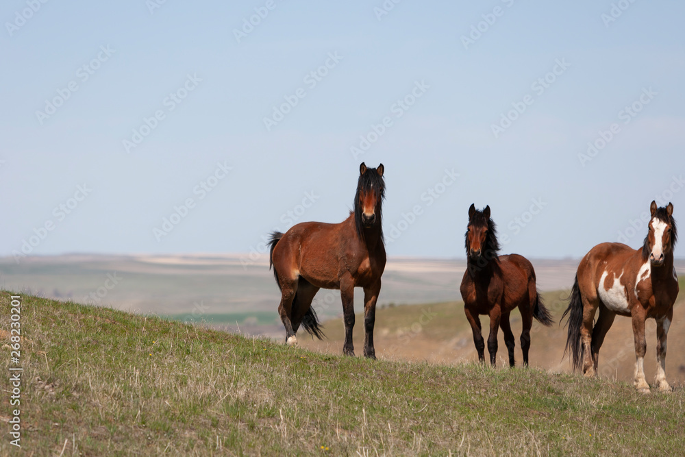 Wild Horses walking in a grassy field in Montana