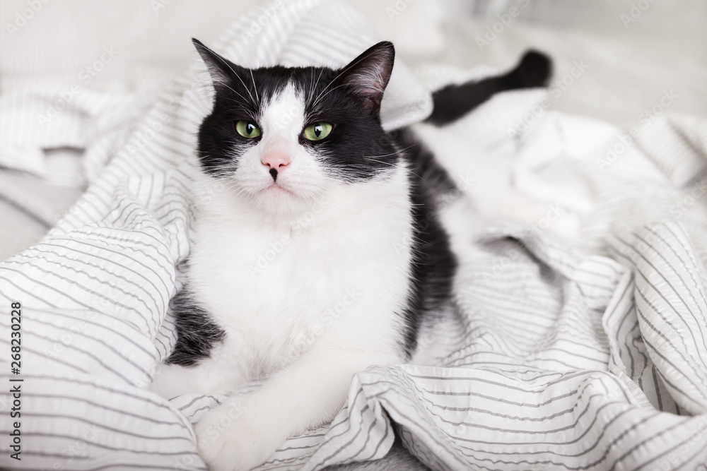 Bored young black and white mixed breed cat on light gray plaid in contemporary bedroom. Pet warms on blanket in cold winter weather. Pets friendly and care concept.