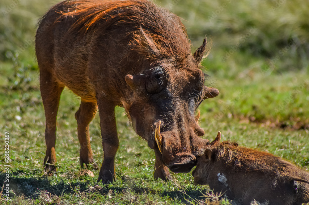 Fototapeta premium Common Warthog or Pumba interacting and playing in a South African game reserve
