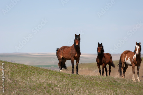 Wild Horses walking in a grassy field in Montana