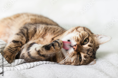 Energizer young tabby mixed breed cat on light gray coat in contemporary bedroom. Pet lick paws and warms on blanket in cold winter weather. Pets friendly and care concept. © prystai