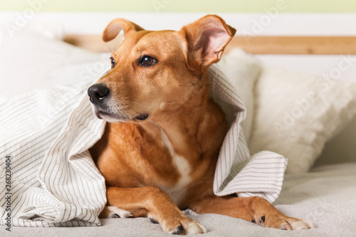 Bored young ginger mixed breed dog under light gray plaid in contemporary bedroom. Pet warms under a blanket in cold winter weather. Pets friendly and care concept.