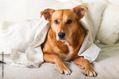 Bored young ginger mixed breed dog under light gray plaid in contemporary bedroom. Pet warms under a blanket in cold winter weather. Pets friendly and care concept.