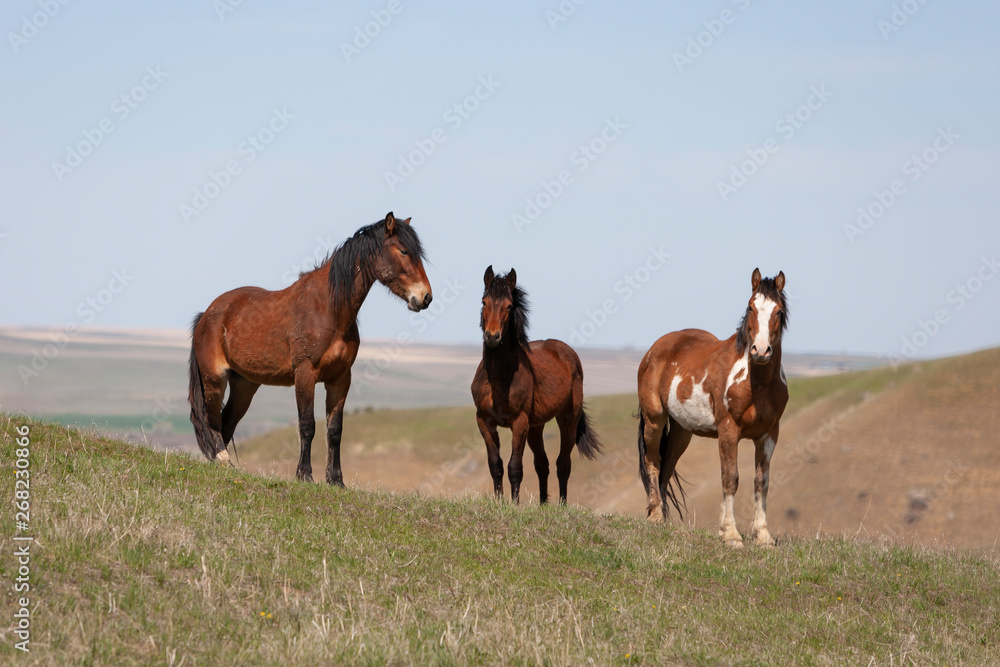 Wild Horses walking in a grassy field in Montana Wild Horses walking in a grassy field in Montana