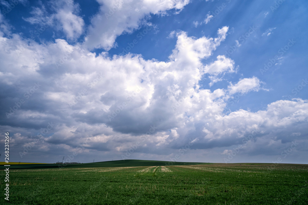 Fresh green wheat field and blue cloudy sky with cirrus clouds Fresh green wheat field and blue cloudy sky with cirrus clouds