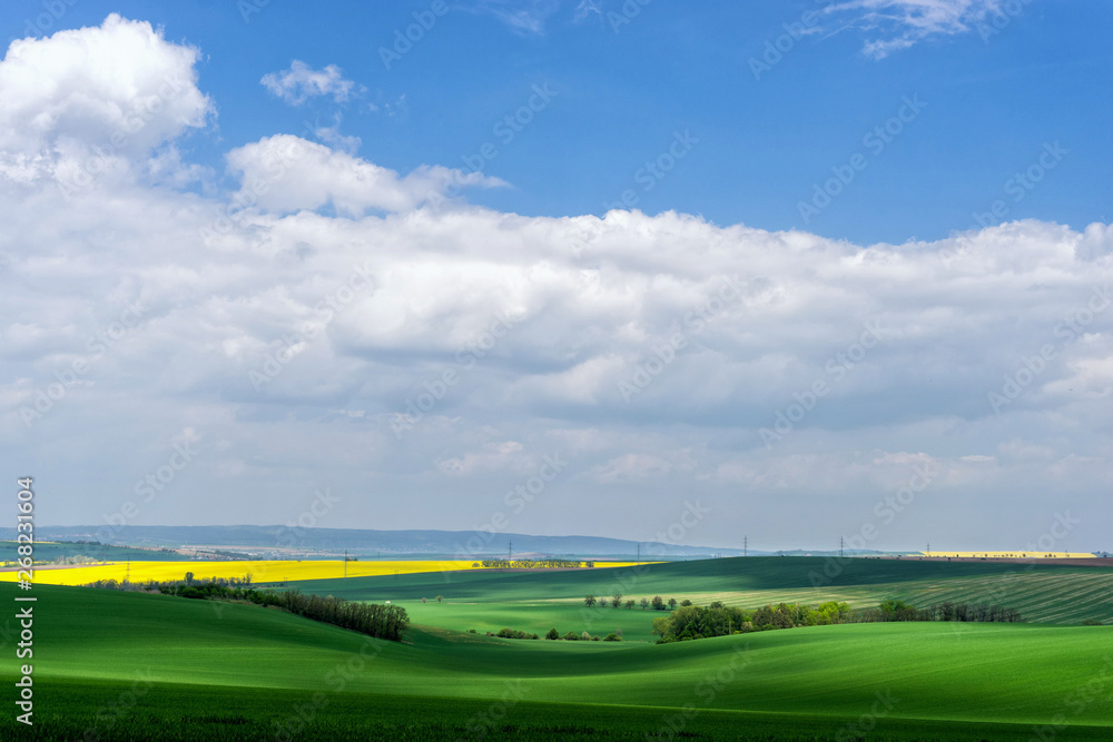 Obraz premium Fresh green wheat field and blue cloudy sky with cirrus clouds.
