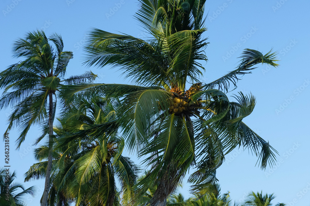 Fototapeta premium palm tree and blue sky