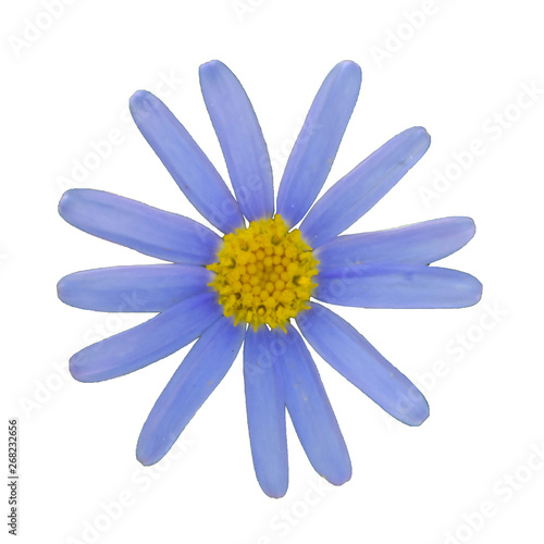 blue daisy. isolated background. spring background