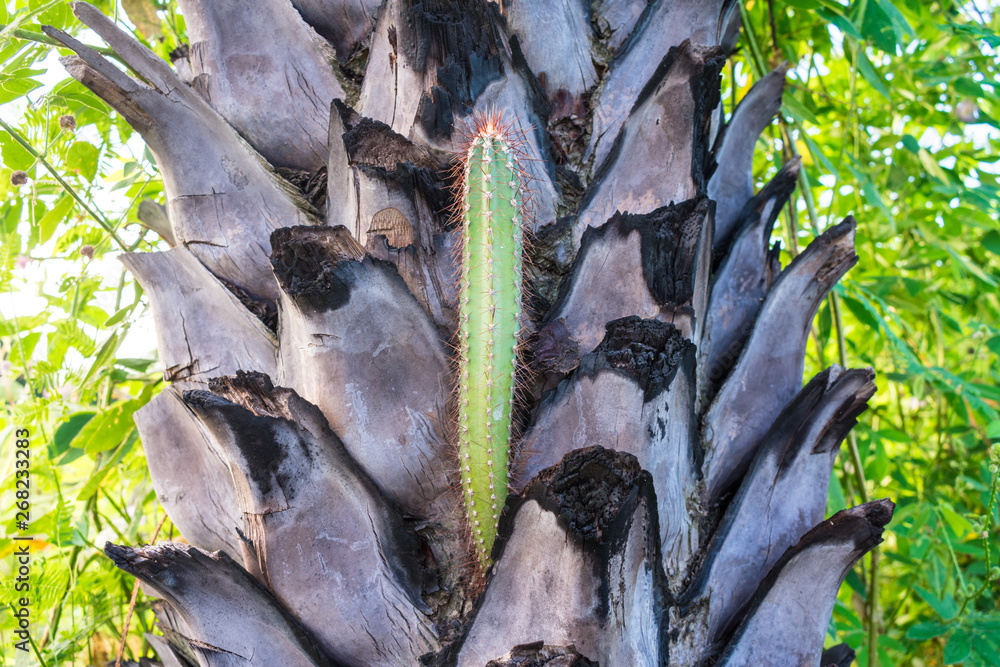 Naklejka premium Cactus growing in the bark of a palm tree - caatinga biome in Oeiras, Brazil