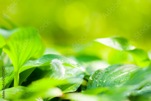 Green leaves background. Dew drops on green leaves. Drops of water in the sun. Eco concept with blurred background. Natural pattern