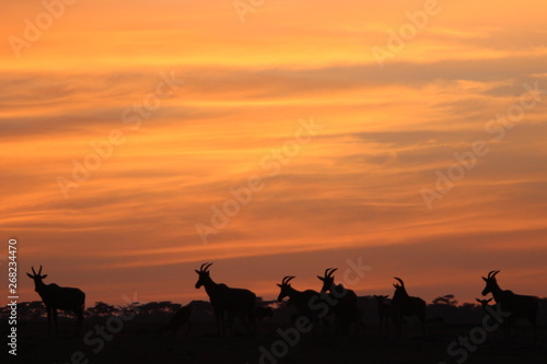 Safari Sunrise