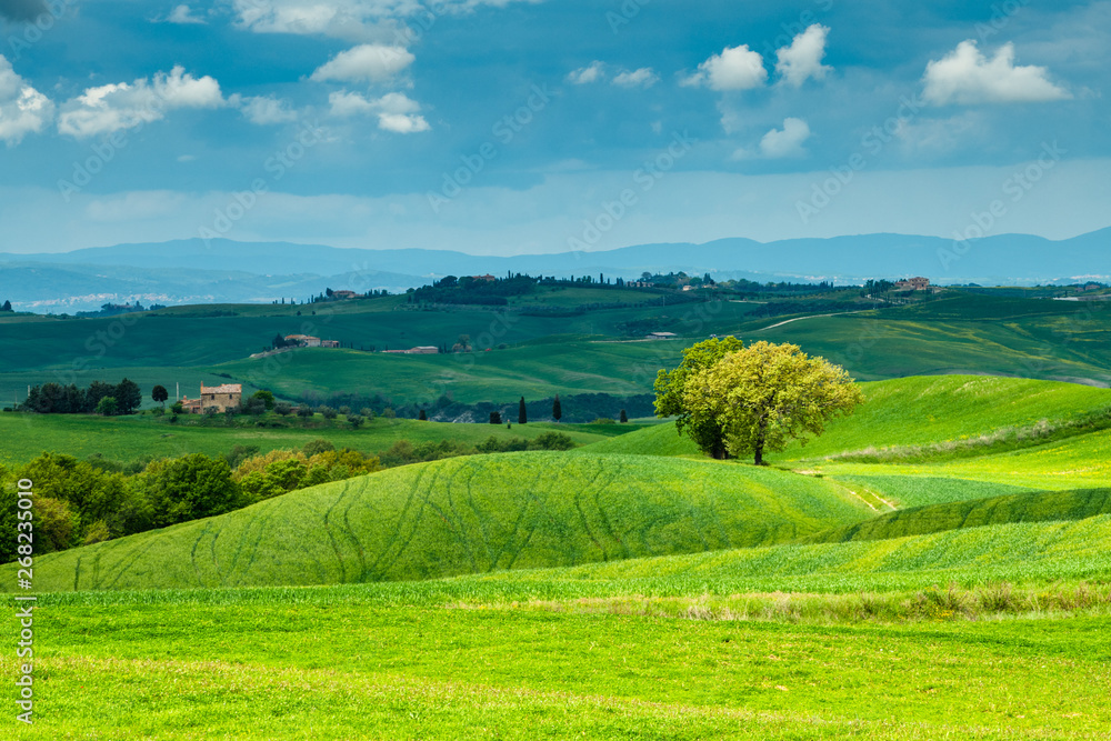 Fototapeta premium Tuscany spring, rolling hills and windmill on sunset. Rural landscape. Green fields. Italy, Europe