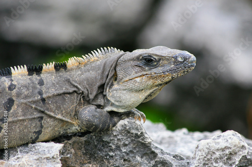 An iguana on the rocks between leaves