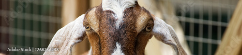 A banner shot of a brown and white goat.