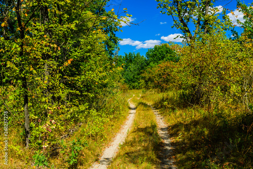 Dirt road in a forest on summer