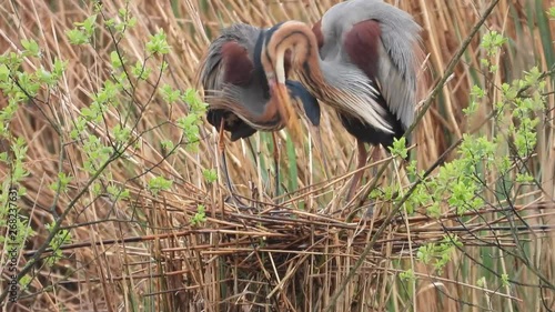 Purpurreiher am Nest photo